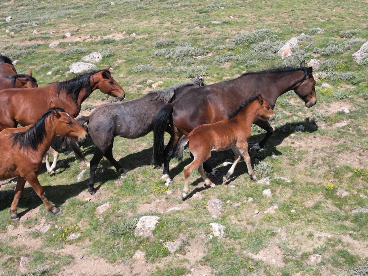 Yılkı Atlarının Yayladan İnişi Görsel Şölene Dönüştü