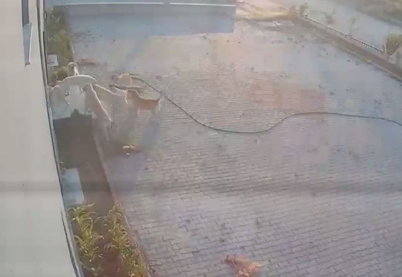 Afyon'da Sürü Psikolojisi Katliam Getirdi!