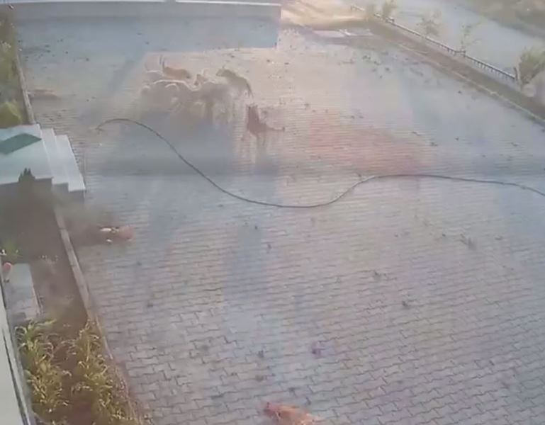 Afyon'da Sürü Psikolojisi Katliam Getirdi!