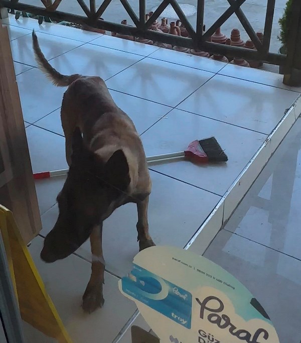Afyon’da Tekmelere Aldırmayan Köpek Kadının Kolunu Kopardı!