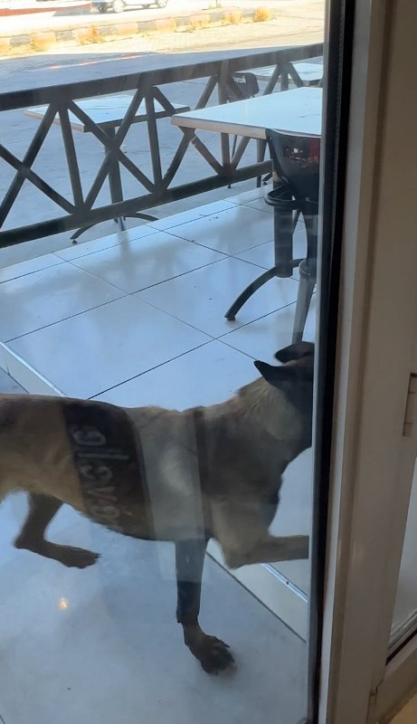 Afyon’da Tekmelere Aldırmayan Köpek Kadının Kolunu Kopardı!