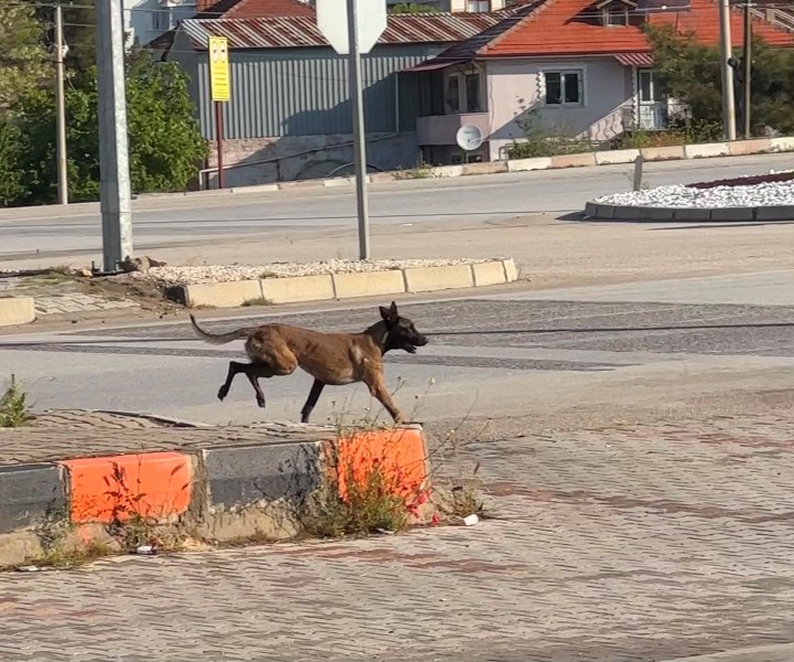 Afyon’da Tekmelere Aldırmayan Köpek Kadının Kolunu Kopardı!
