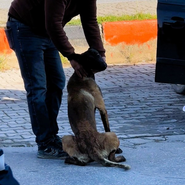 Afyon’da Tekmelere Aldırmayan Köpek Kadının Kolunu Kopardı!