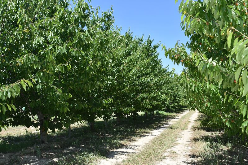 Afyon’un Napolyon Kiraz’ında Bu Yıl Yüksek Rekolte Bekleniyor