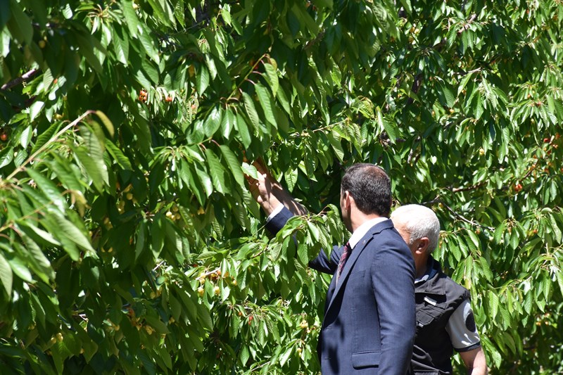 Afyon’un Napolyon Kiraz’ında Bu Yıl Yüksek Rekolte Bekleniyor