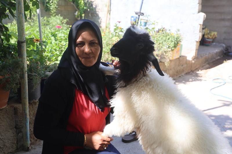 Çocuğu Gibi Baktığı Kuzu, Acılı Anneye Destek Oluyor