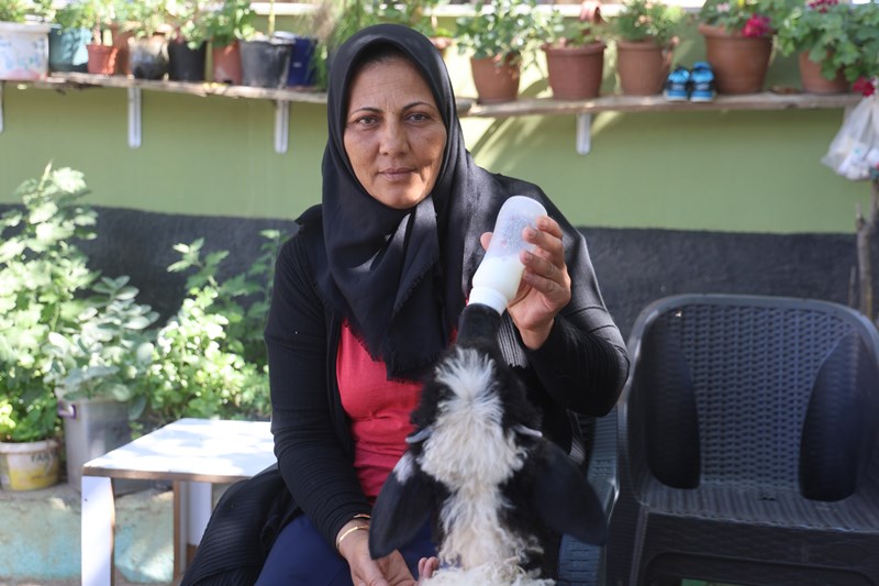 Çocuğu Gibi Baktığı Kuzu, Acılı Anneye Destek Oluyor