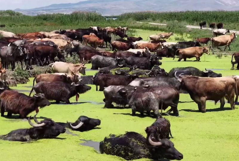 Eber Gölü’nde Mandaların Serinleme Mesaisi Başladı