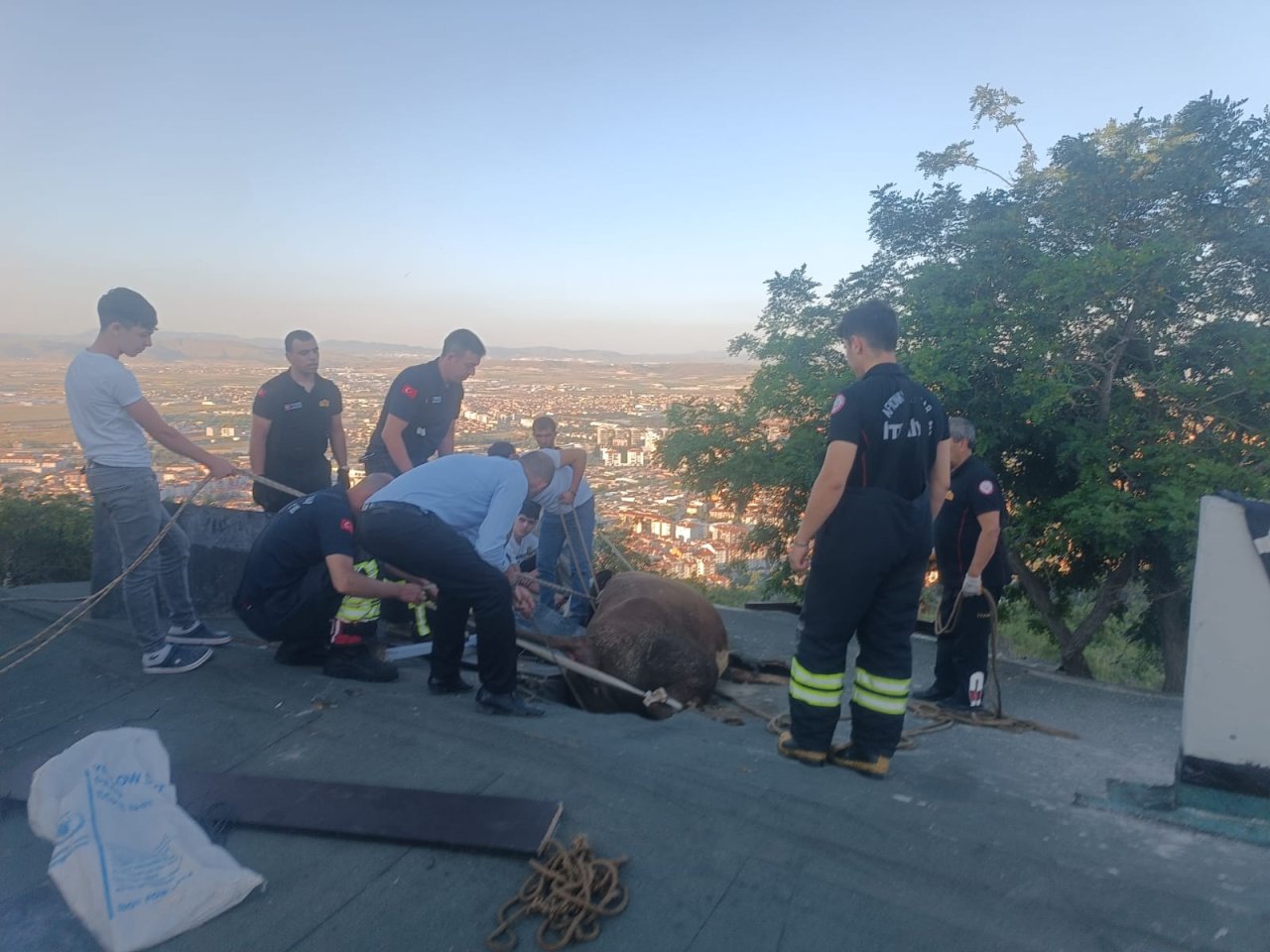 Hıdırlık’ta Otlayan İnek Evin Çatısına Düştü: İtfaiye Seferber Oldu