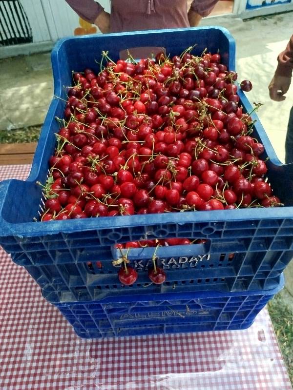 Sultandağı'nda Erkenci Kiraz Hasadı Başladı