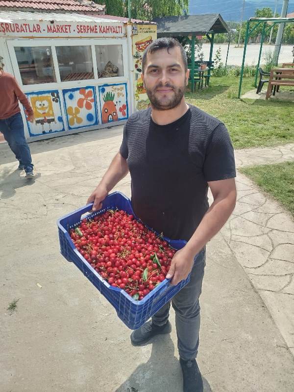 Sultandağı'nda Erkenci Kiraz Hasadı Başladı