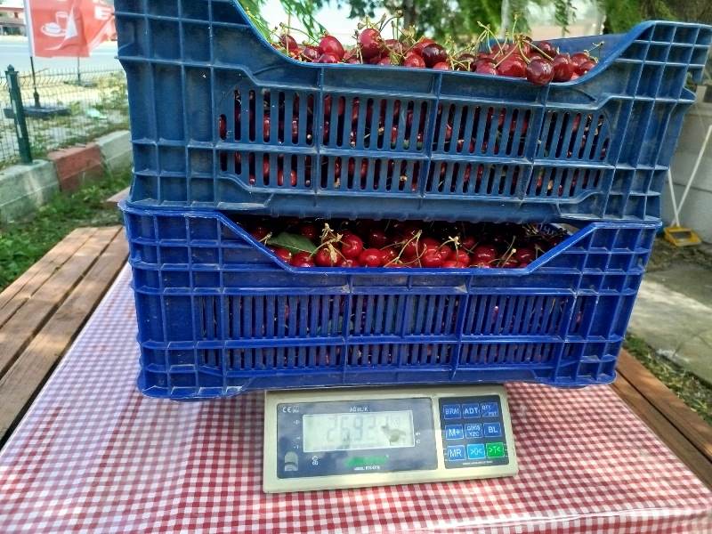 Sultandağı'nda Erkenci Kiraz Hasadı Başladı