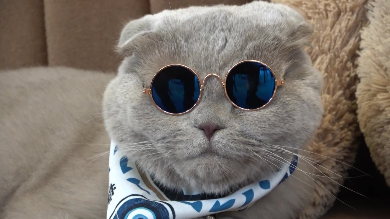 Veterinerlerin "Yaşamaz" Dediği Kedi Başkan, İmkansızı Başardı: Şimdi Uludağ'da Kayıyor!