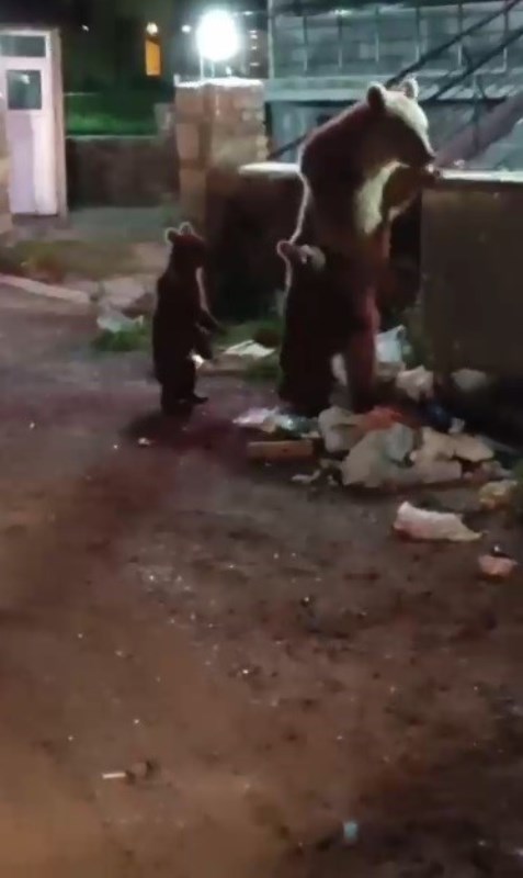 Ayılara Türkü Söyledi, O Anlar Sosyal Medyayı Salladı