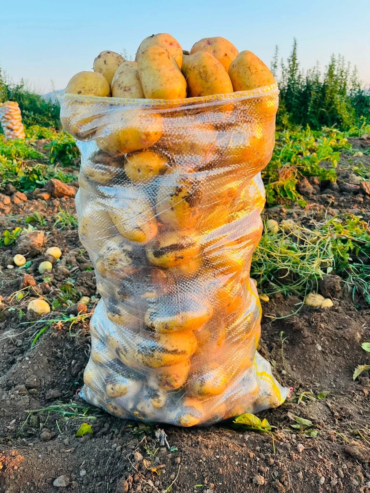 Dinar'da Çölovası Patatesinde Hasat Sezonu Başladı! Üreticinin Yüzü Gülüyor