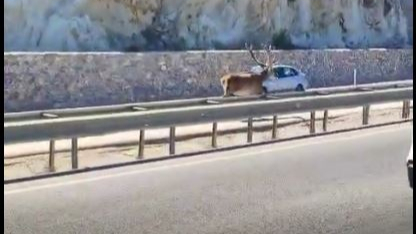 Afyon Anayol’da Geyik Sürprizi: Orman Yangınından Kaçtığı İddia Ediliyor!
