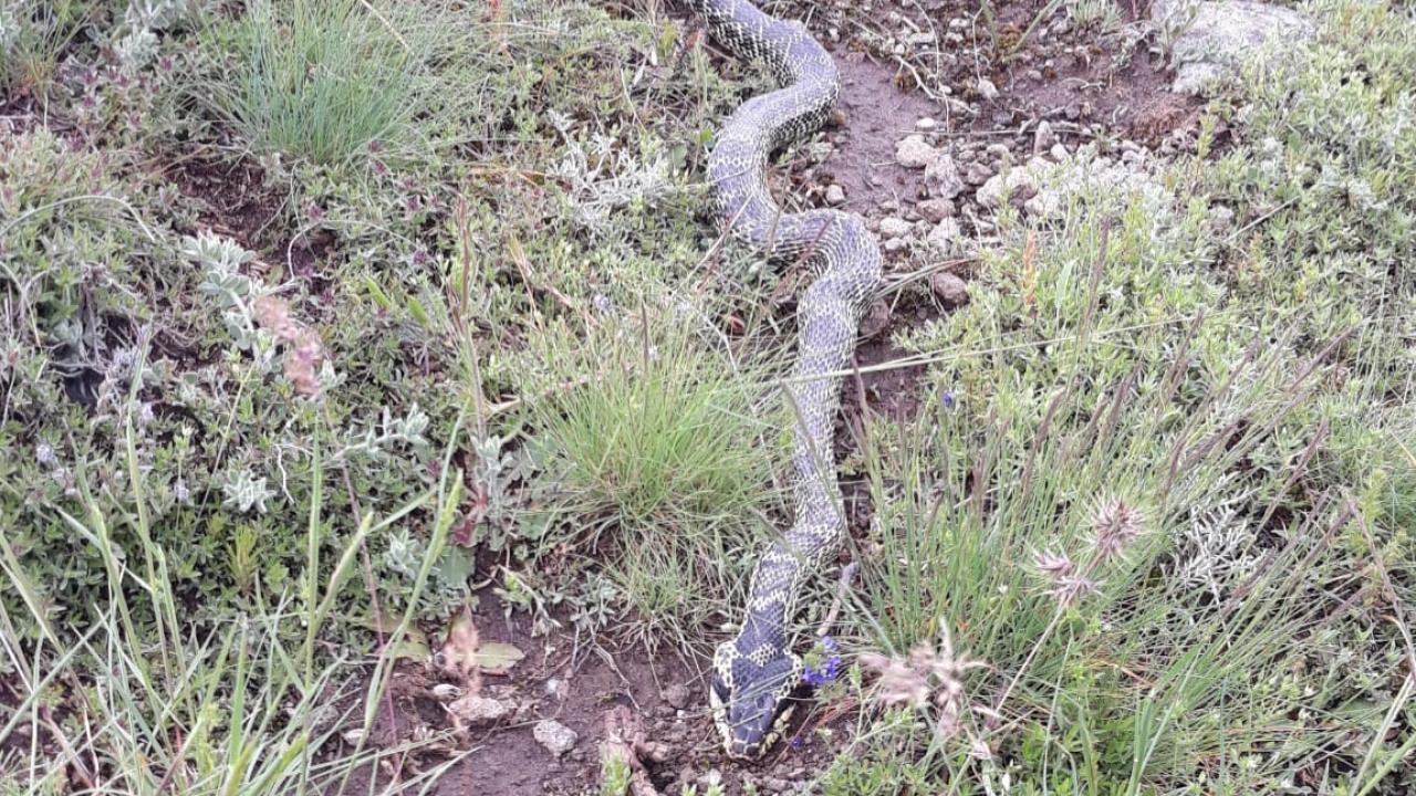Afyon Şuhut'ta Doğa Uyarısı: Engerek Yılanı Yaylada!