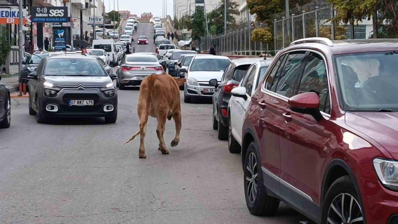 İnekler Şehir Turu Attılar Trafiği Durdurdular!