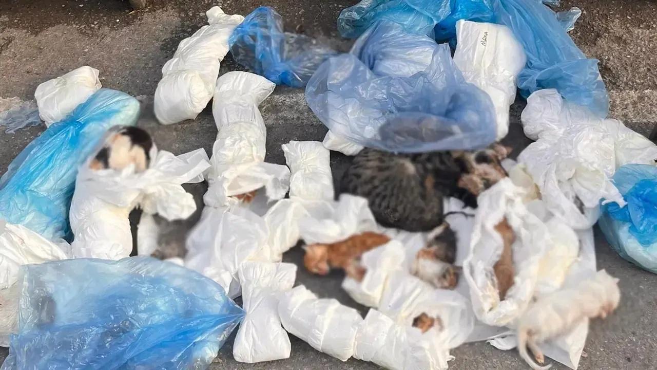 İzmir’de Korkunç Olay: Çöp Konteynerinde 33 Ölü Kedi Bulundu
