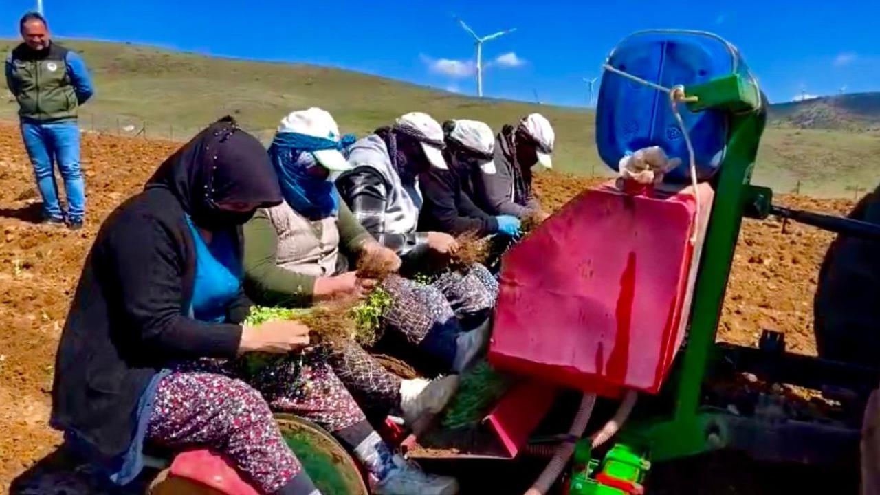 Otomatik Taslak