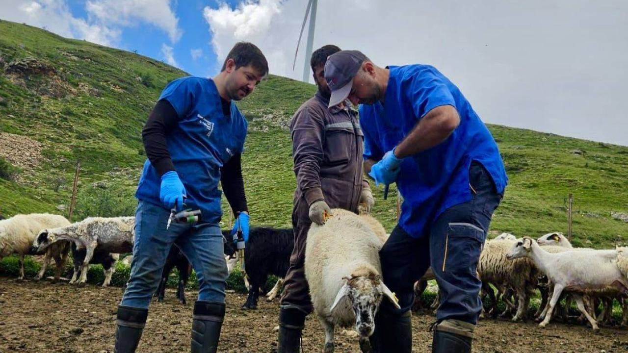 Afyon’da Hayvancılıkta Kayıtlılık ve Hayvan Sağlığı Çalışmaları Sürüyor