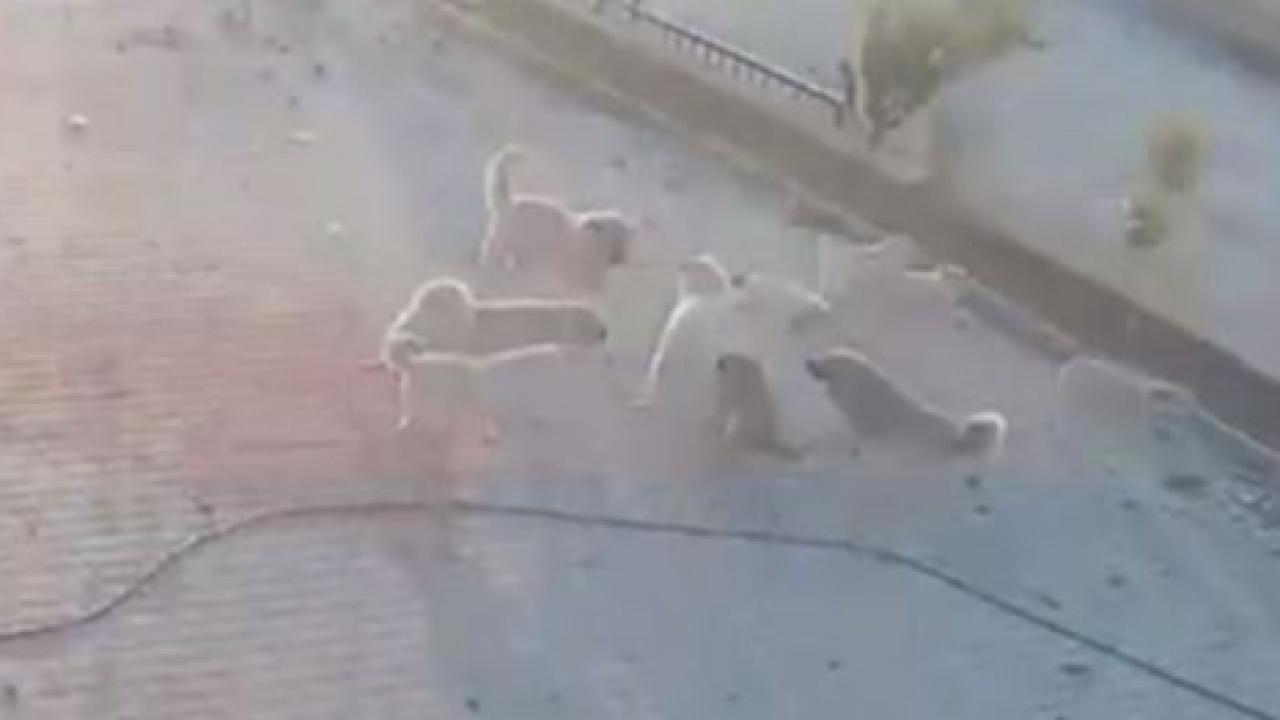 Afyon'da Sürü Psikolojisi Katliam Getirdi!