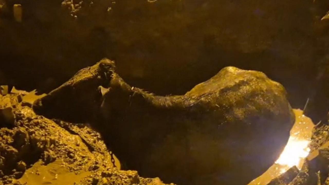 Afyonkarahisar’da Çukura Düşen İnek Ekiplerin Müdahalesiyle Kurtarıldı