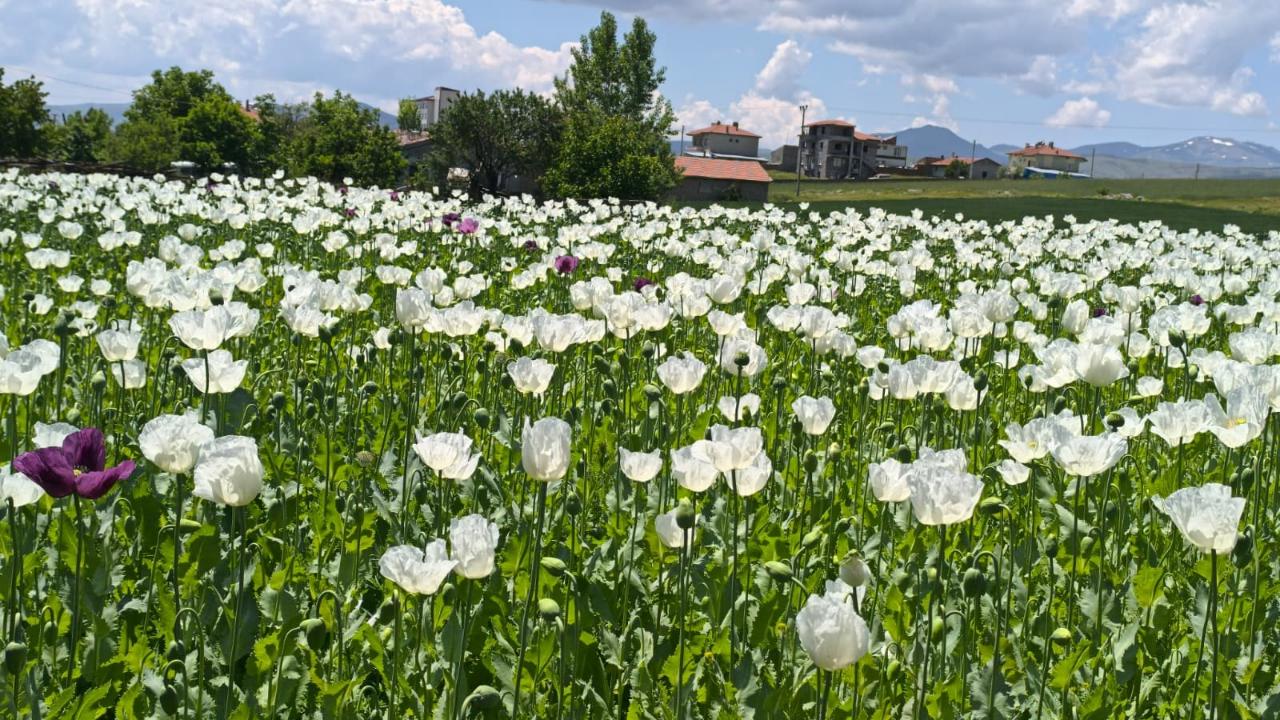 Afyonkarahisar’da Haşhaş Tarlaları Doğal Fotoğraf Stüdyosuna Dönüştü