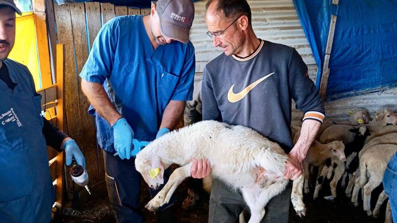 Afyonkarahisar’da Hayvan Sağlığı İçin Aşılama Ve Kontrol Çalışmaları Devam Ediyor