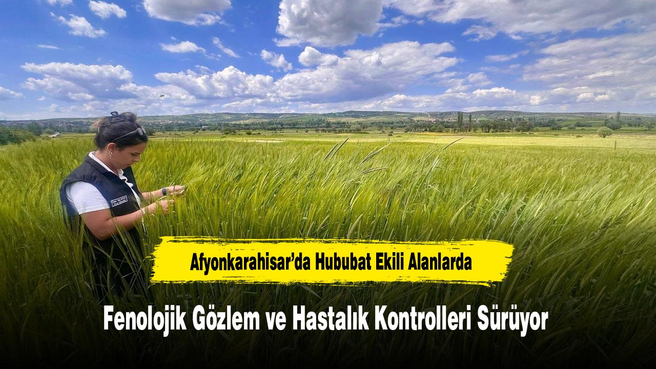 Afyonkarahisar’da Hububat Ekili Alanlarda Fenolojik Gözlem ve Hastalık Kontrolleri Sürüyor