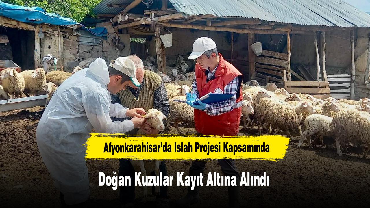 Afyonkarahisar’da Islah Projesi Kapsamında Doğan Kuzular Kayıt Altına Alındı