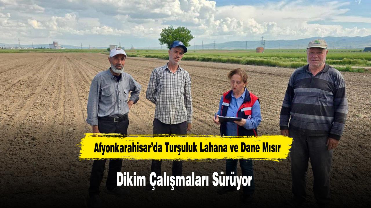Afyonkarahisar’da Turşuluk Lahana ve Dane Mısır Dikim Çalışmaları Sürüyor