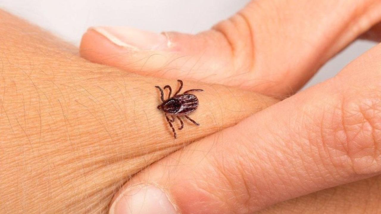 Alarm Verildi! Yaz Sıcağıyla Birlikte Vakalar Artı