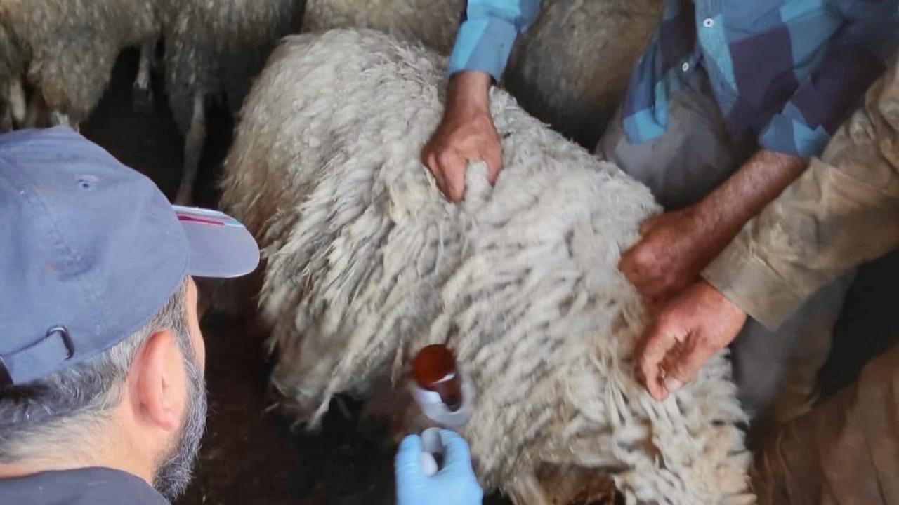 Bolvadin’de Küçükbaş Hayvanlara Aşılama ve Küpeleme Çalışmaları Sürüyor