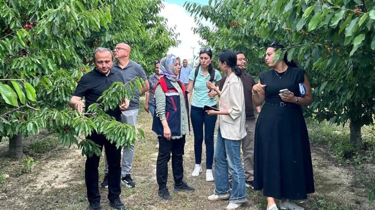 Çin Gümrük Heyeti Afyonkarahisar’da Kiraz Bahçelerini İnceledi
