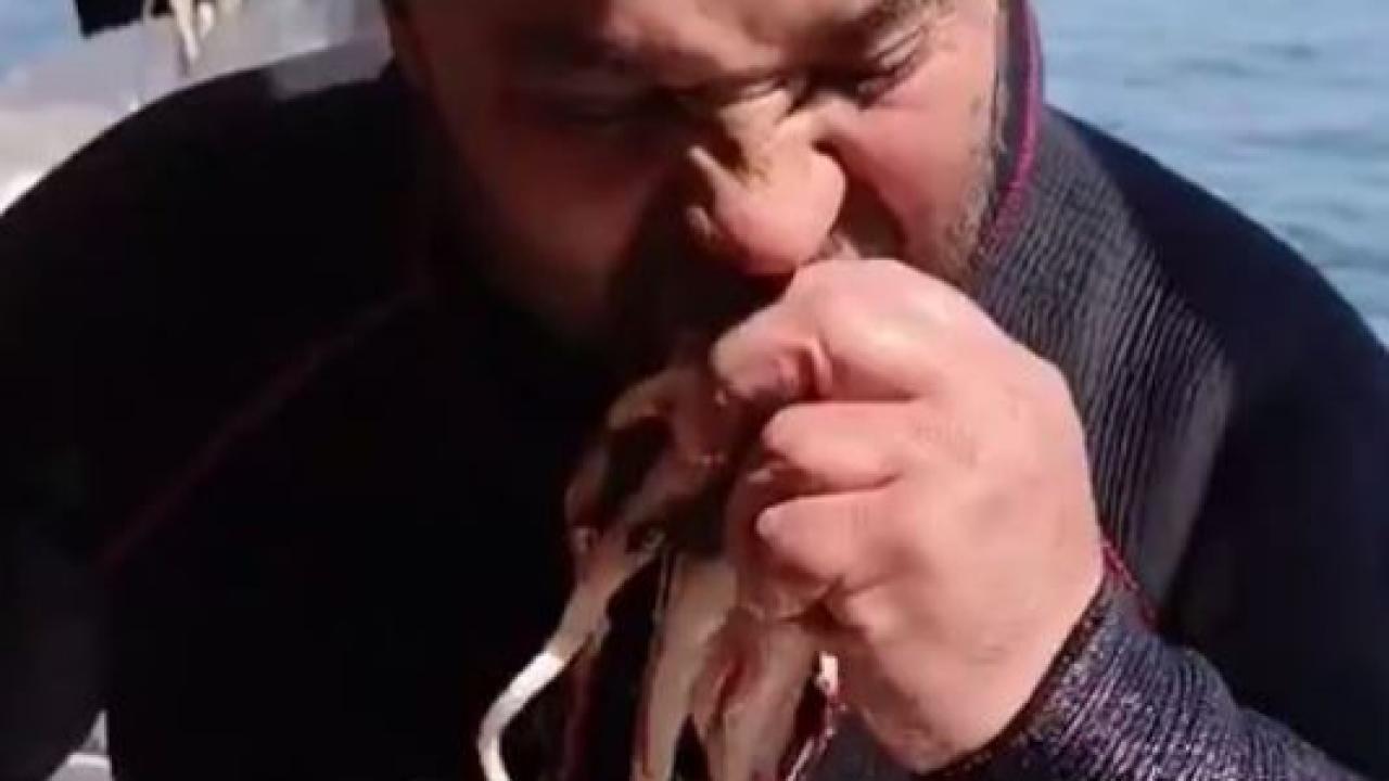 Dalgıç Denizden Çıkardığı Ahtapotu Canlı Canlı Yedi!