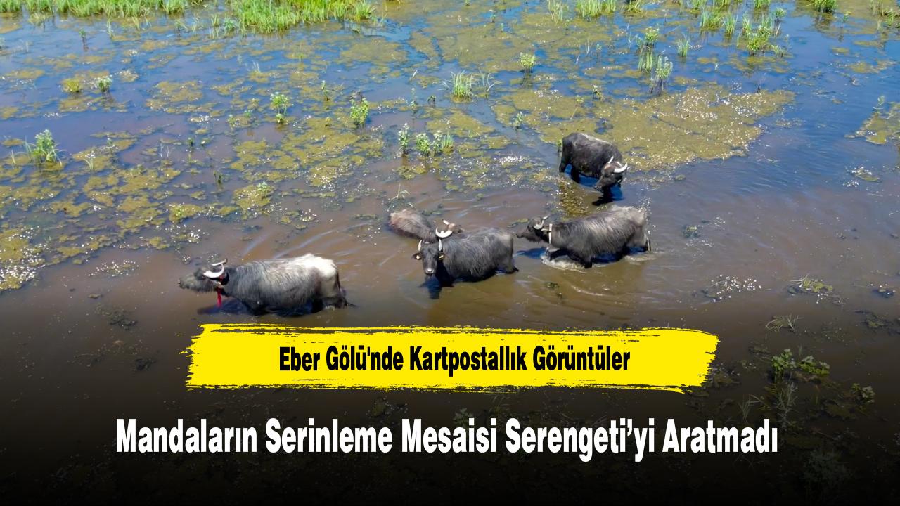 Eber Gölü'nde Kartpostallık Görüntüler: Mandaların Serinleme
