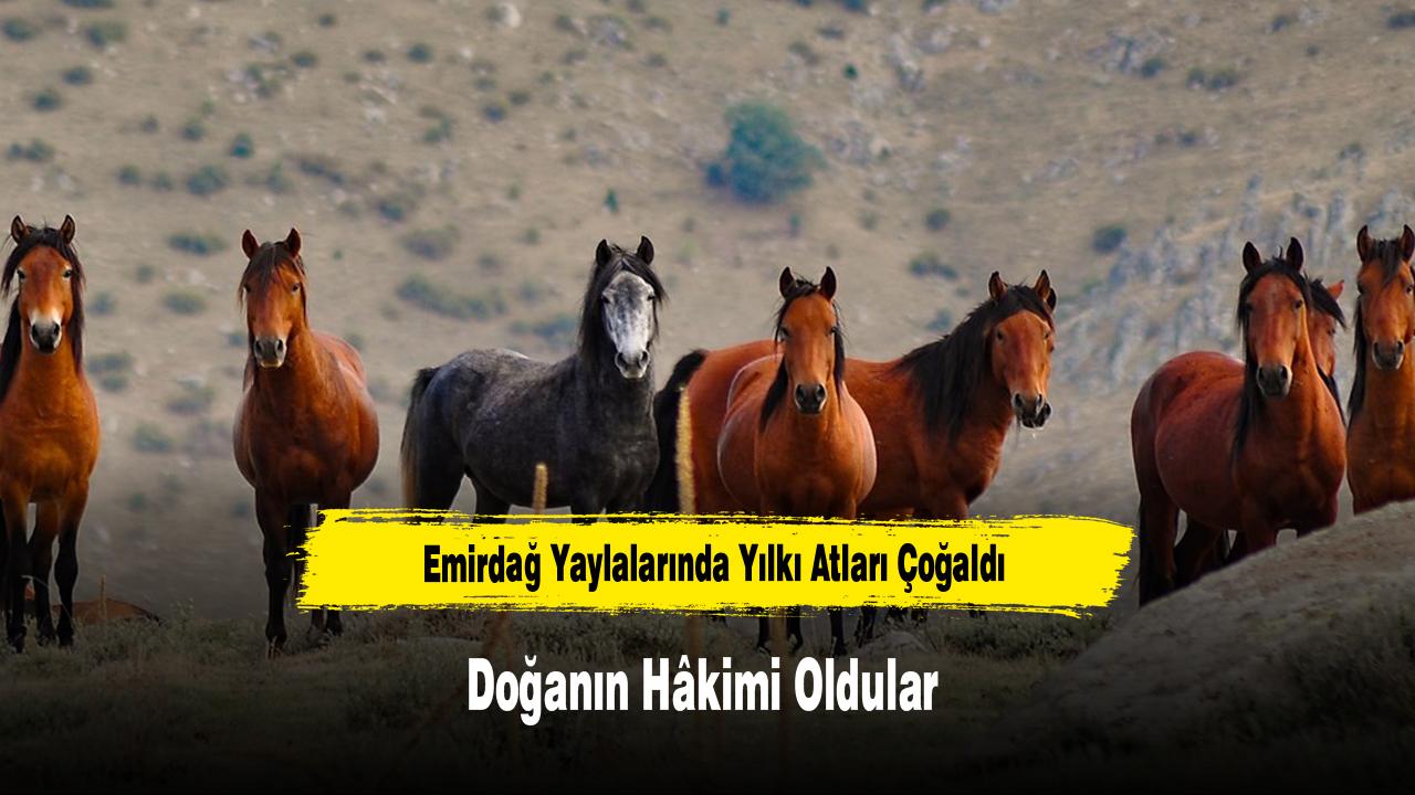 Emirdağ Yaylalarında Yılkı Atları Çoğaldı, Doğanın