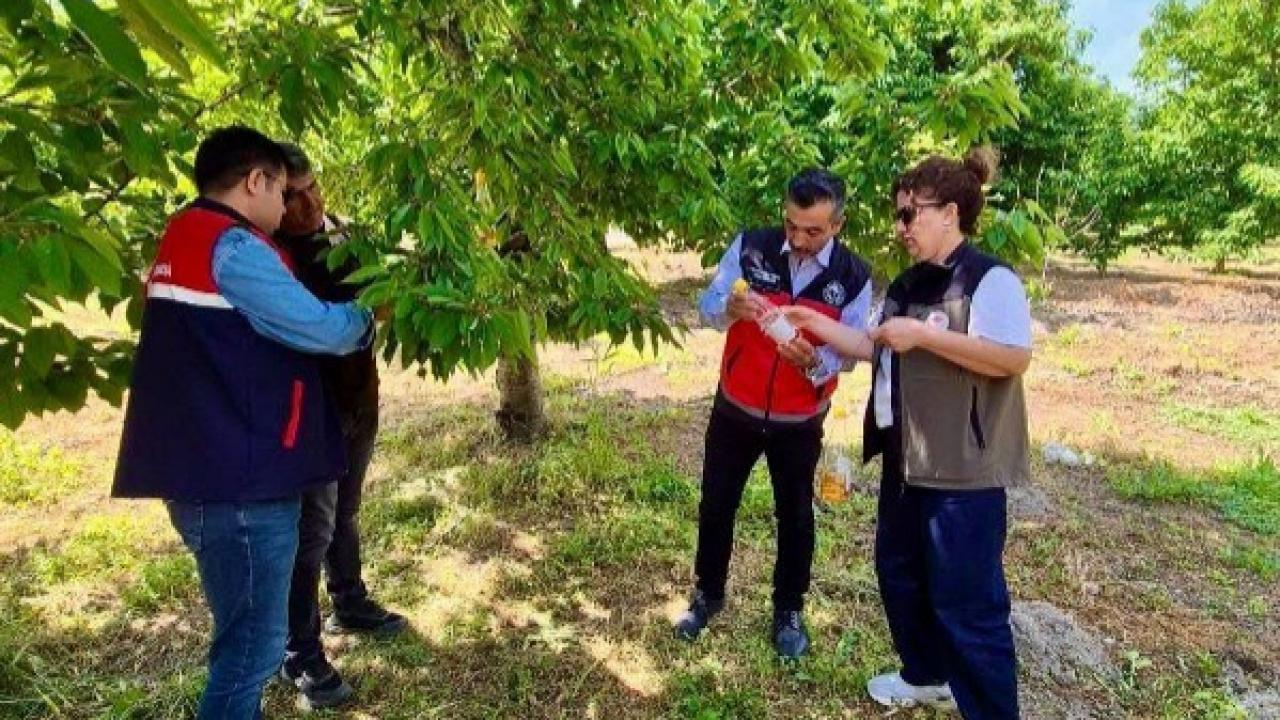 Sirke Sineği Tuzaklarının Kontrolleri Sürüyor