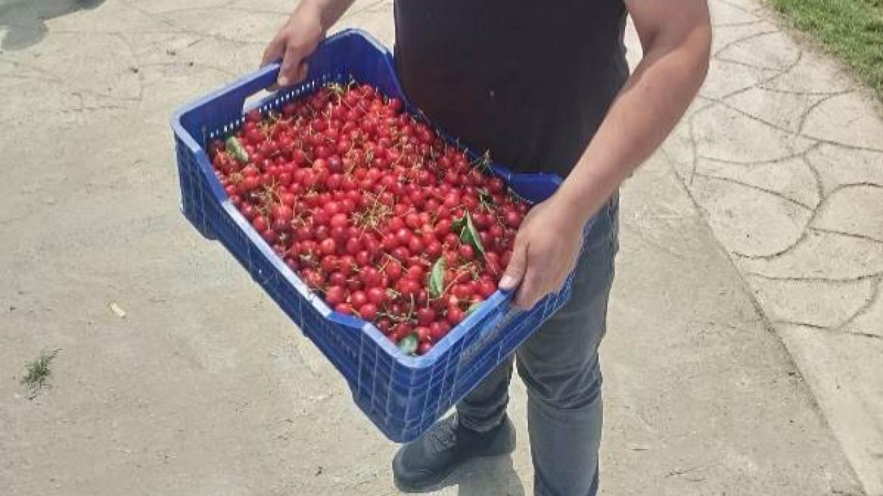 Sultandağı'nda Erkenci Kiraz Hasadı Başladı