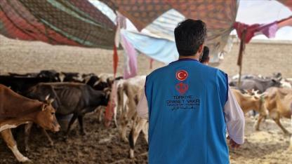 TDV Kurban Bayramı’nda Yaklaşık 37 Milyon İhtiyaç Sahibine Kurban Eti Ulaştırdı