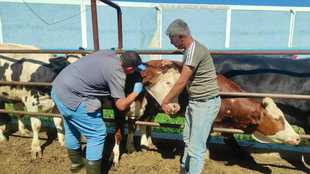 Afyon’da Hayvan Sağlığı İçin Tüberküloz Taramaları Devam Ediyor