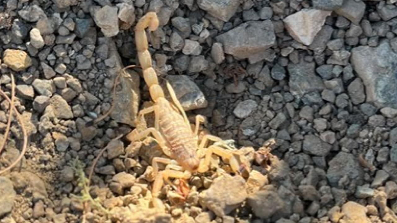 Afyon’da Vişne Bahçesinde Akrep Dehşeti!