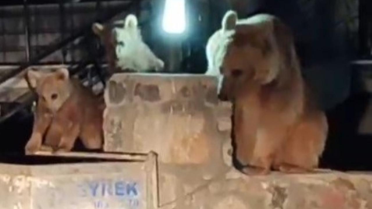 Ayılara Türkü Söyledi, O Anlar Sosyal Medyayı Salladı
