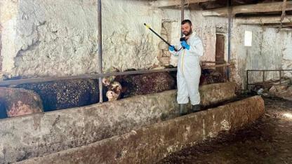 Çay İlçe Tarım ve Orman Müdürlüğü'nden Besilik İthal Sığırlara Sıkı Denetim
