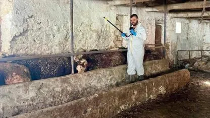 Çay İlçe Tarım ve Orman Müdürlüğü'nden Besilik İthal Sığırlara Sıkı Denetim