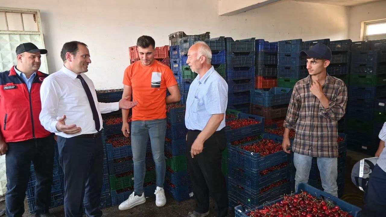 Çay’da Kiraz Hasadı Başladı