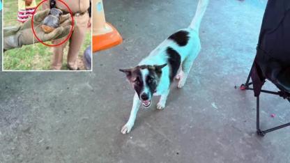 Köpeğin Getirdiği "Oyuncak" El Bombası Çıktı