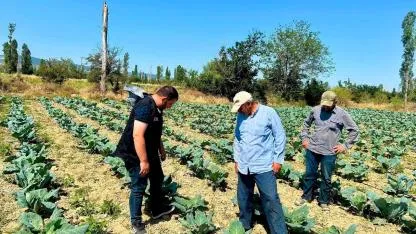 Sinanpaşa'da Sebze Üretim Alanlarında Titiz Denetim