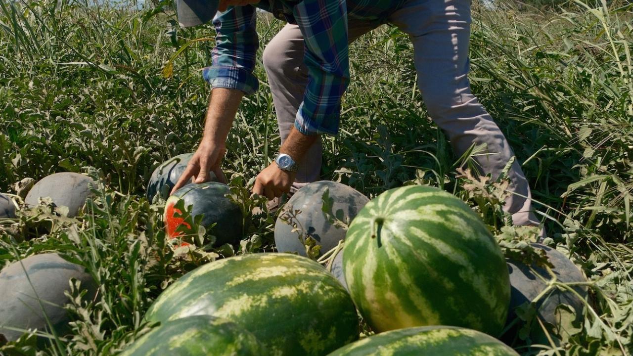 Sözleşme Yaptığı Firma Ürünü Almadı,20 Milyon Lira Zarar Etti Karpuzdan Vazgeçti